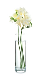 Photo of Glass vase with beautiful freesia flowers on white background