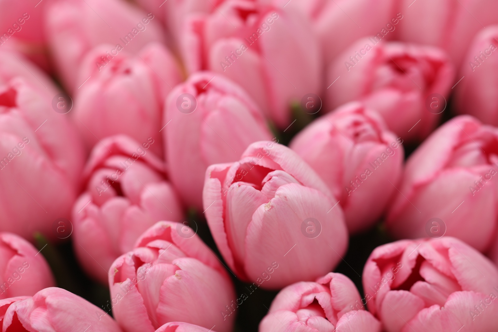 Photo of Bouquet of beautiful pink tulips as background, closeup