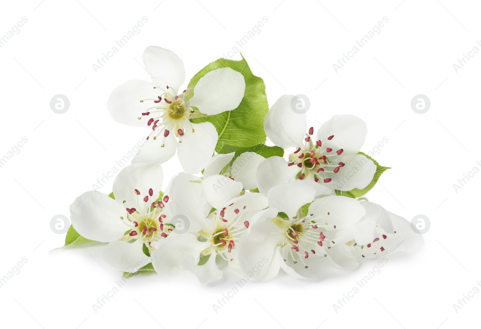 Photo of Beautiful flowers of blossoming pear tree on white background