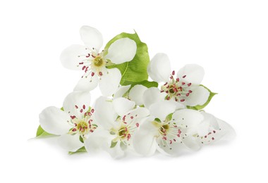 Beautiful flowers of blossoming pear tree on white background