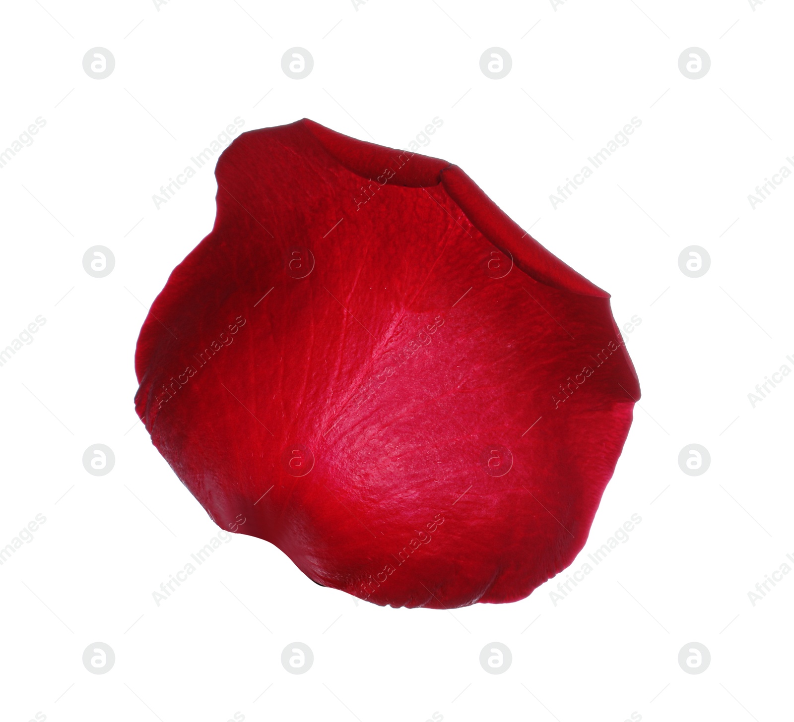 Photo of Red rose flower petal on white background