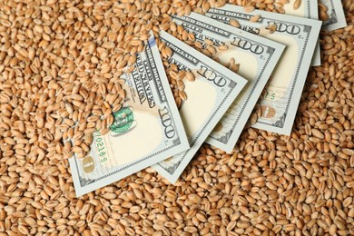 Dollar banknotes on wheat grains, closeup. Agricultural business