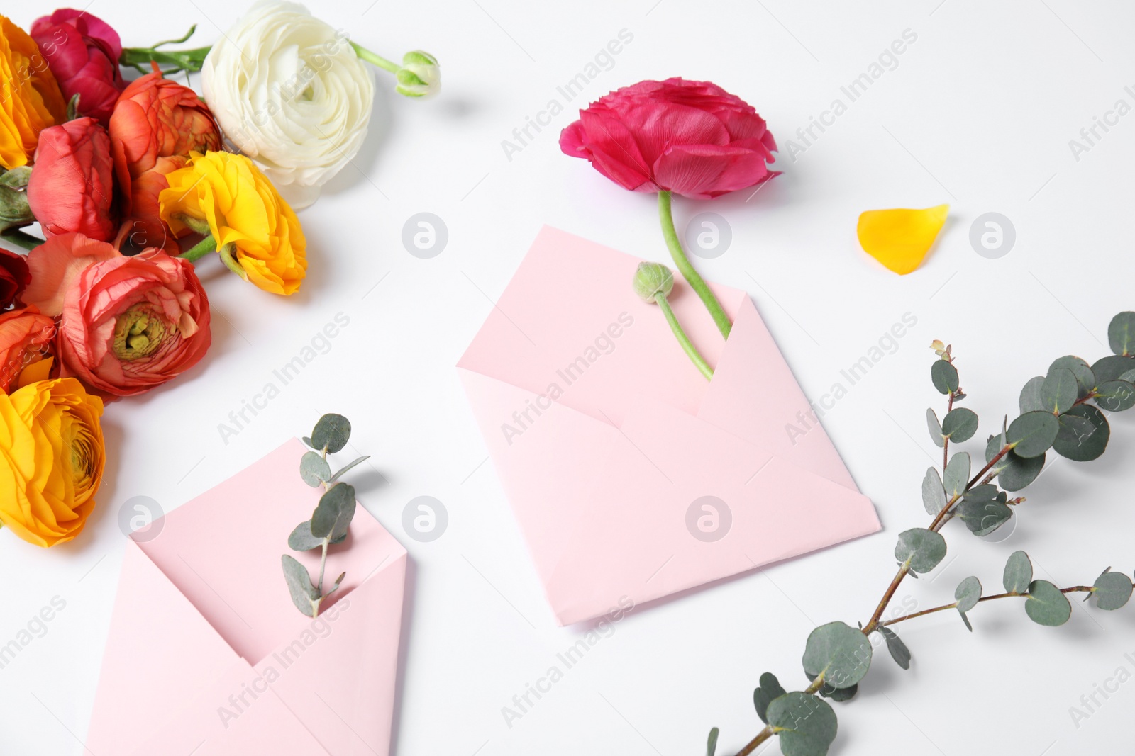 Photo of Composition with beautiful ranunculus flowers and envelopes on white background