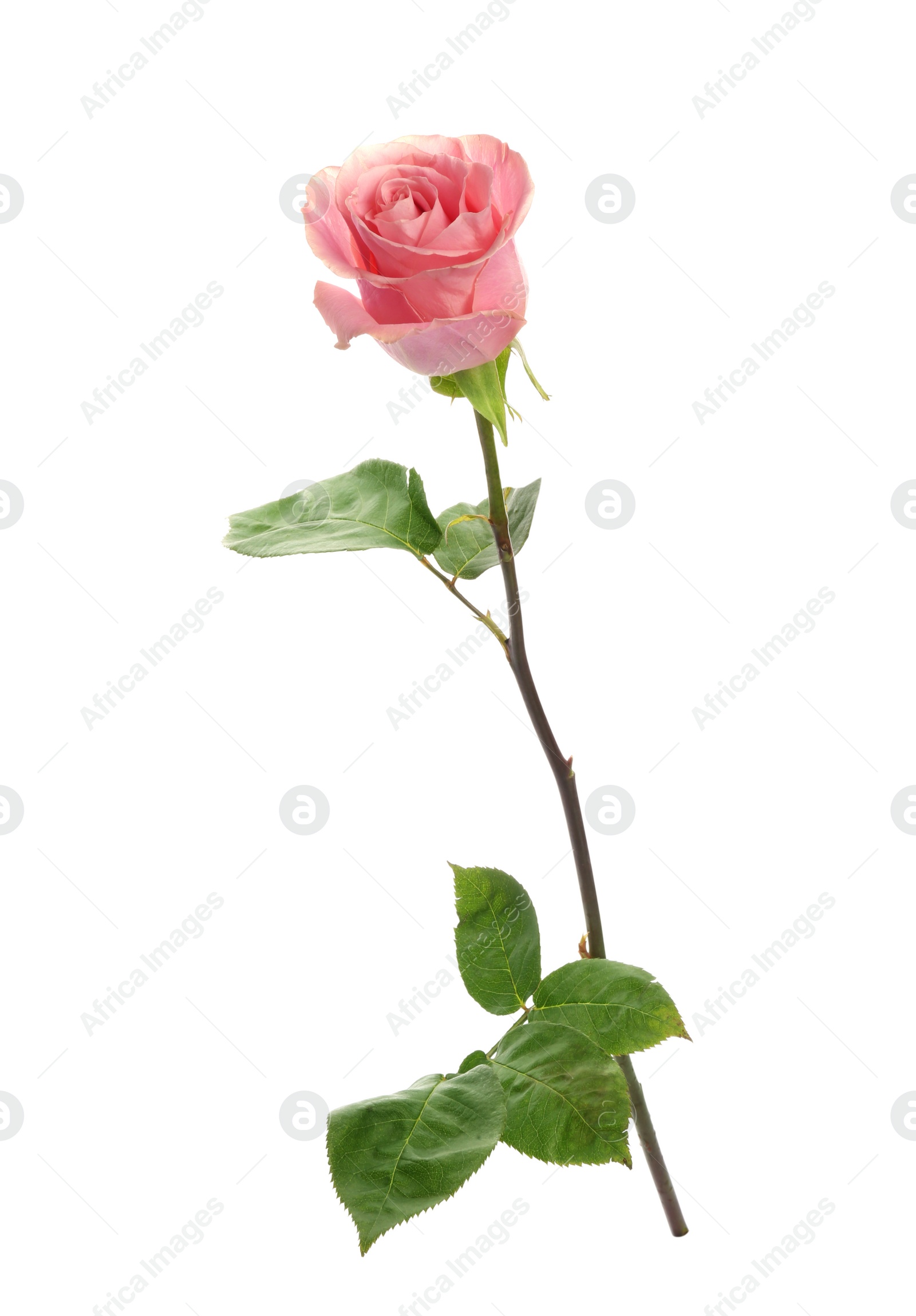 Photo of Beautiful pink rose on white background. Perfect gift