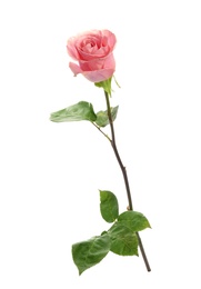 Photo of Beautiful pink rose on white background. Perfect gift