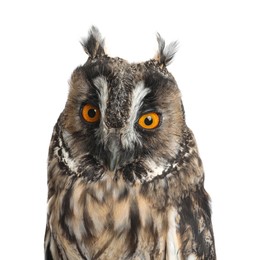 Photo of Beautiful eagle owl on white background, closeup. Predatory bird