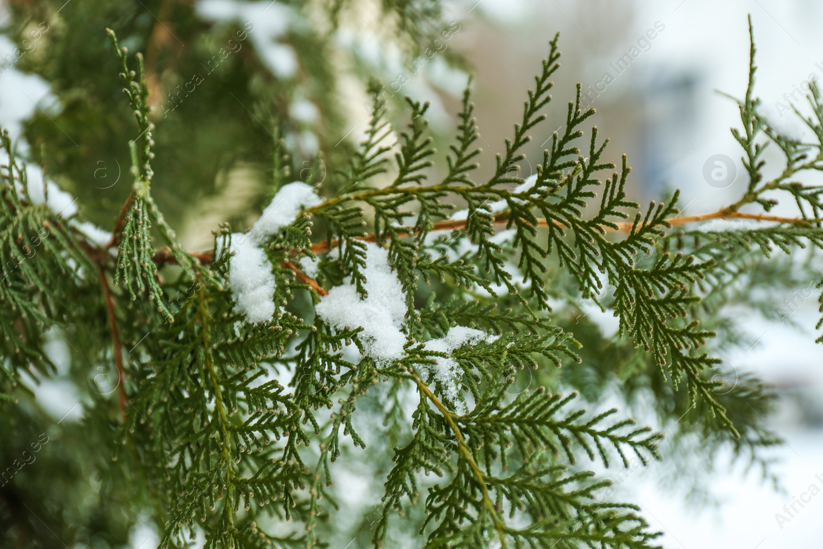 Photo of Thuja branches covered with fresh snow, closeup