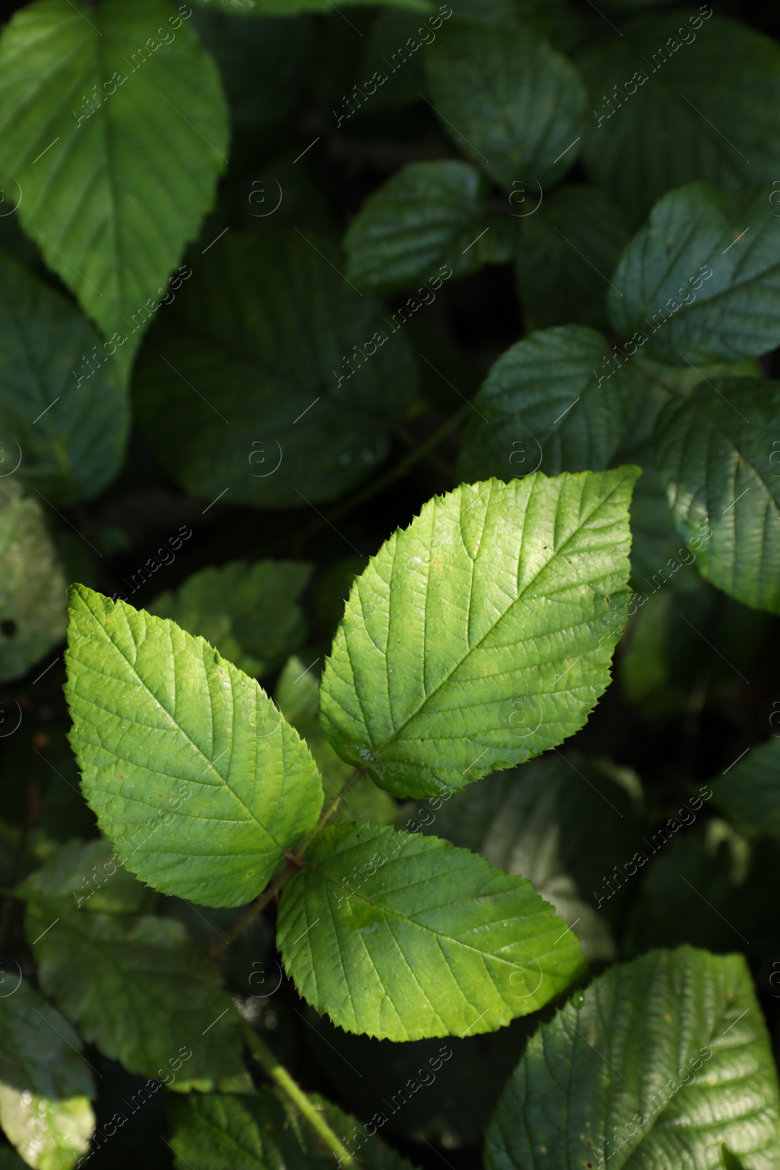 Photo of Beautiful wild plant with green leaves growing outdoors, closeup