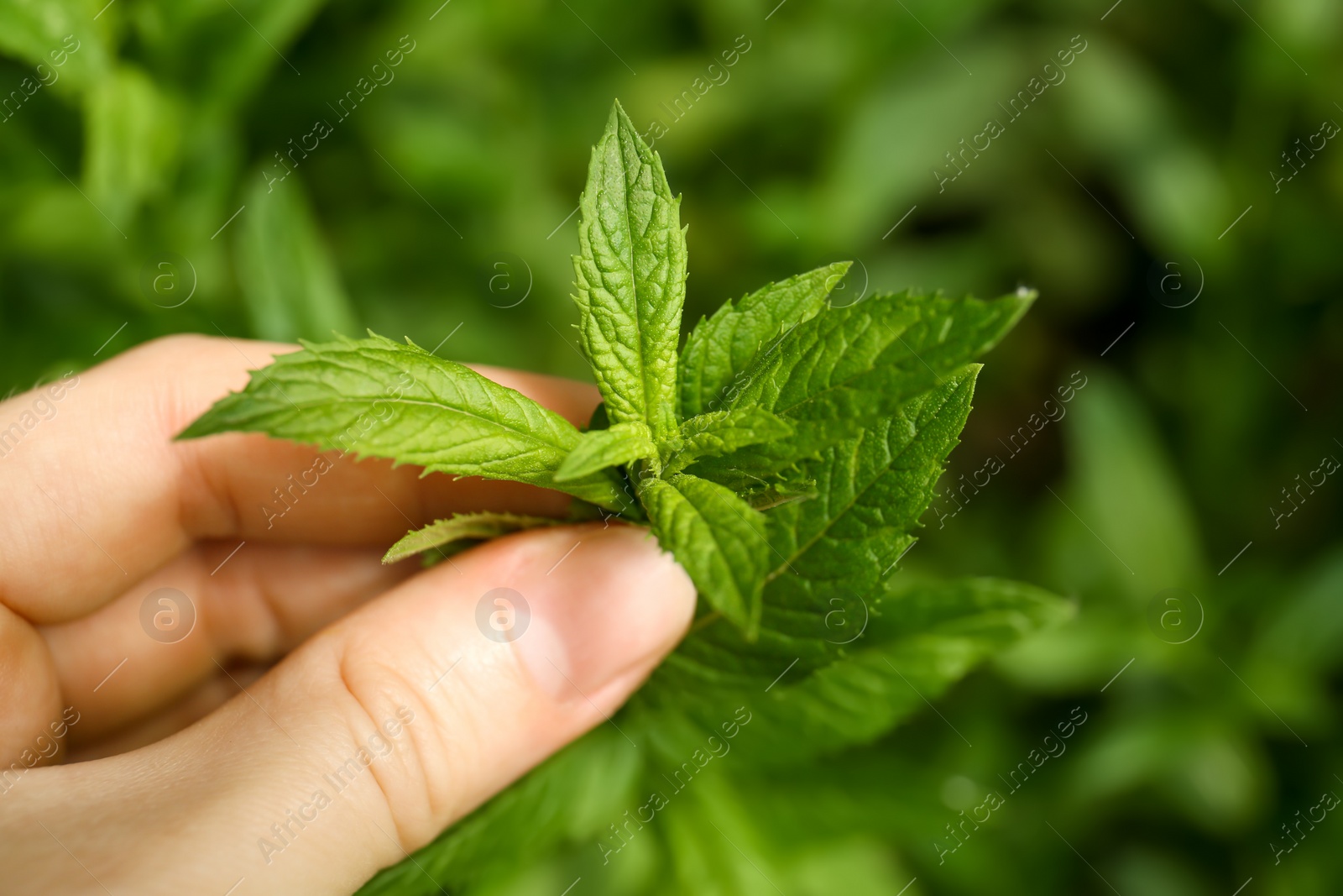 Photo of Woman holding fresh green mint outdoors, closeup