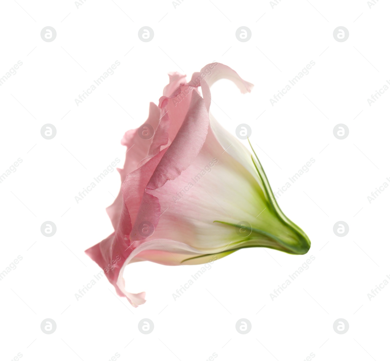 Photo of Beautiful fresh Eustoma flower on white background