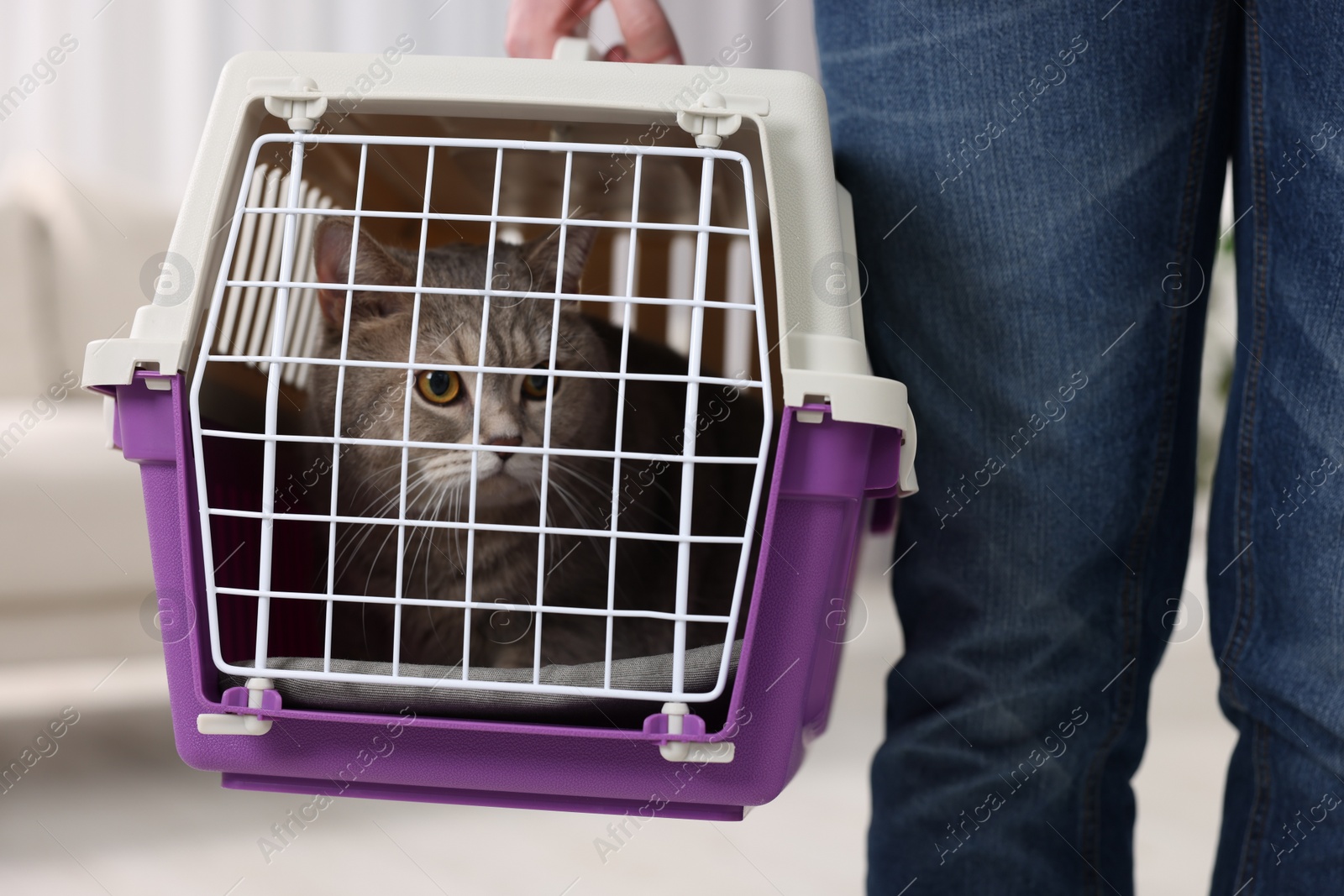 Photo of Travel with pet. Man holding carrier with cute cat at home, closeup