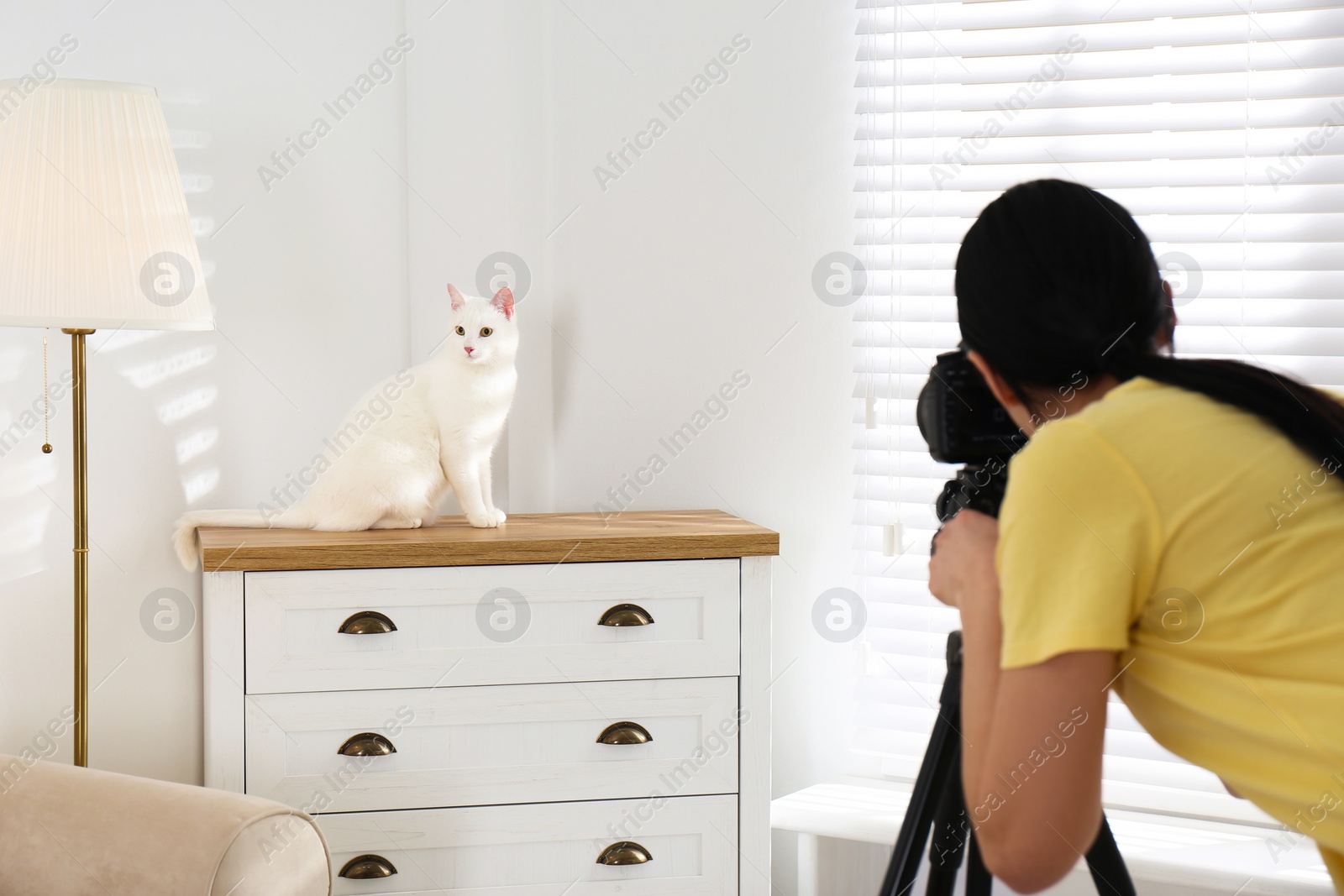 Photo of Professional animal photographer taking picture of beautiful white cat indoors, closeup