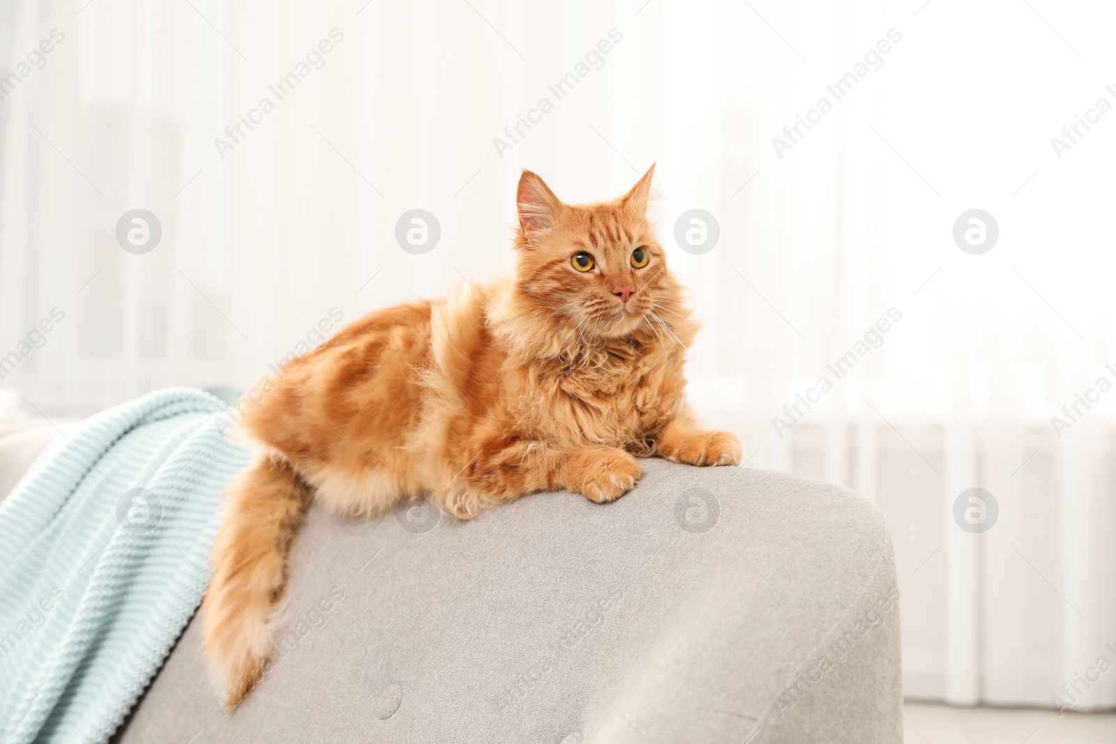 Photo of Cute friendly cat lying on sofa indoors