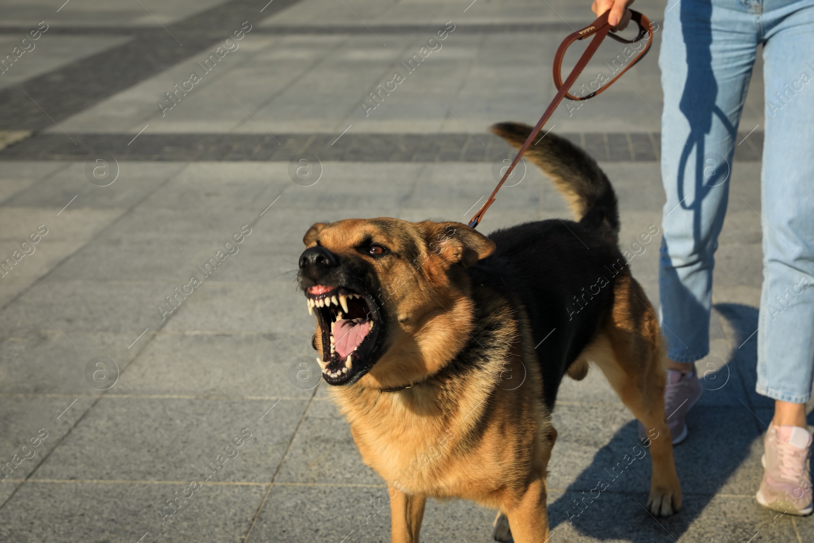 Photo of Woman with her aggressive dog outdoors, closeup