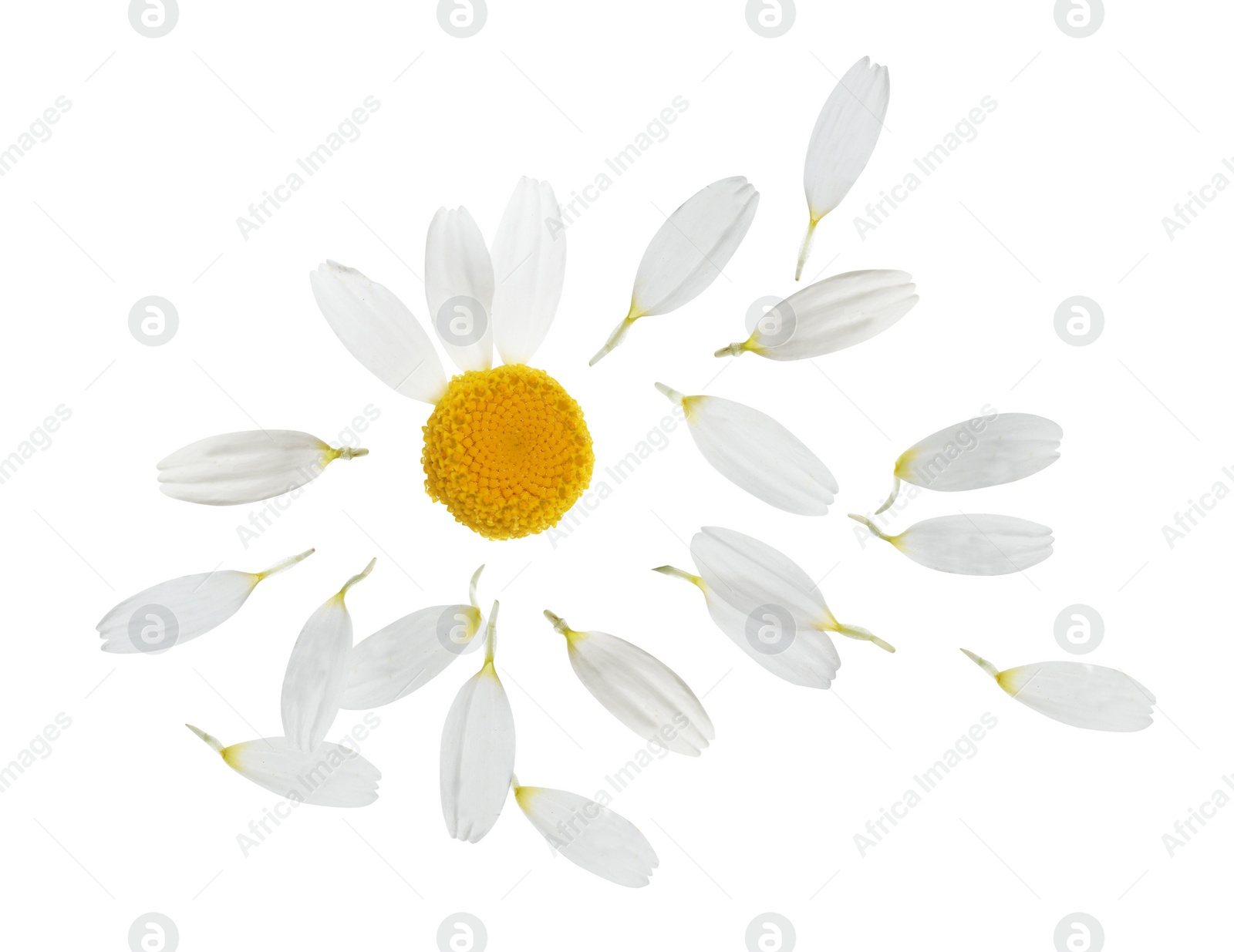 Image of Chamomile flower with flying petals on white background