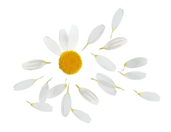 Image of Chamomile flower with flying petals on white background