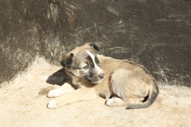 Stray puppy outdoors on sunny day. Baby animal