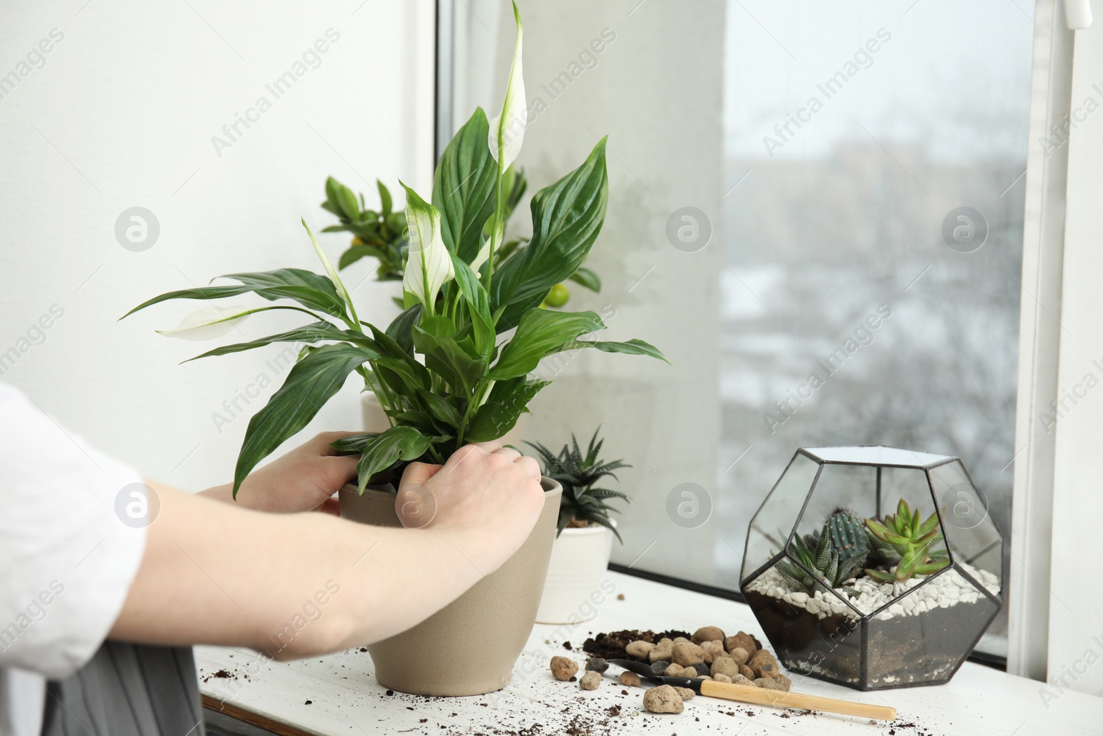 Photo of Woman transplanting home plant into new pot on window sill, closeup