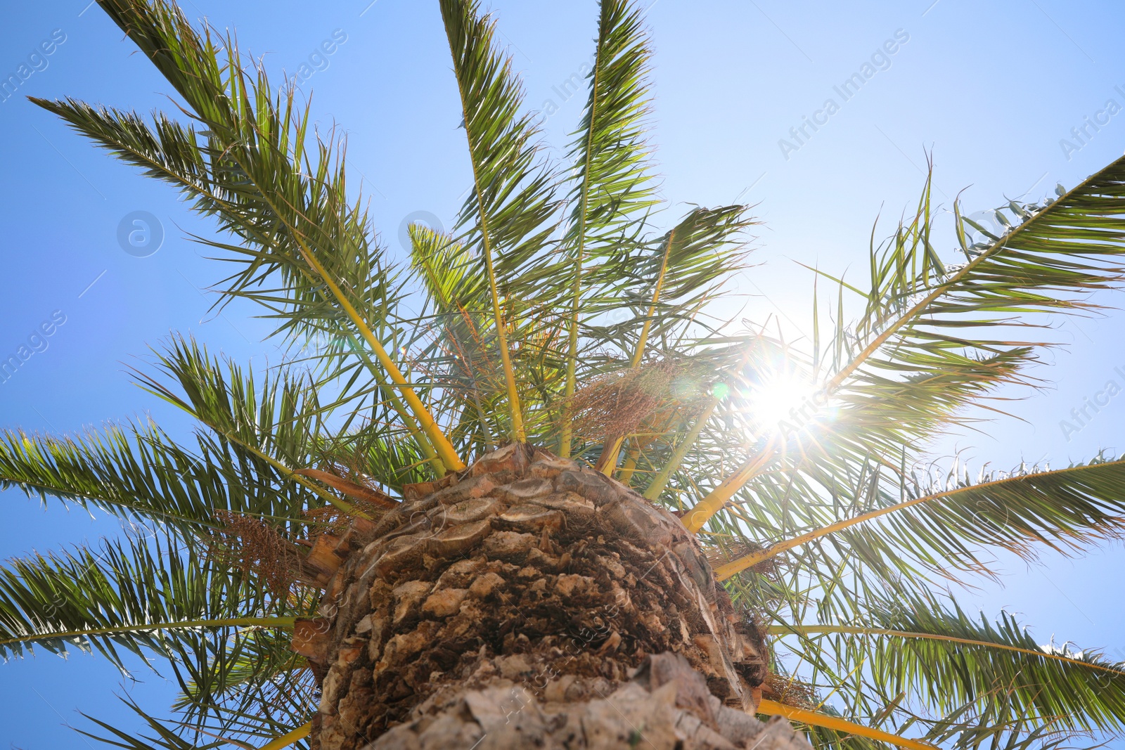 Photo of Beautiful palm tree with green leaves against clear blue sky, bottom view