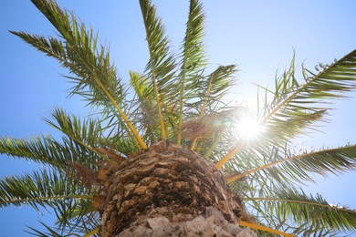 Photo of Beautiful palm tree with green leaves against clear blue sky, bottom view