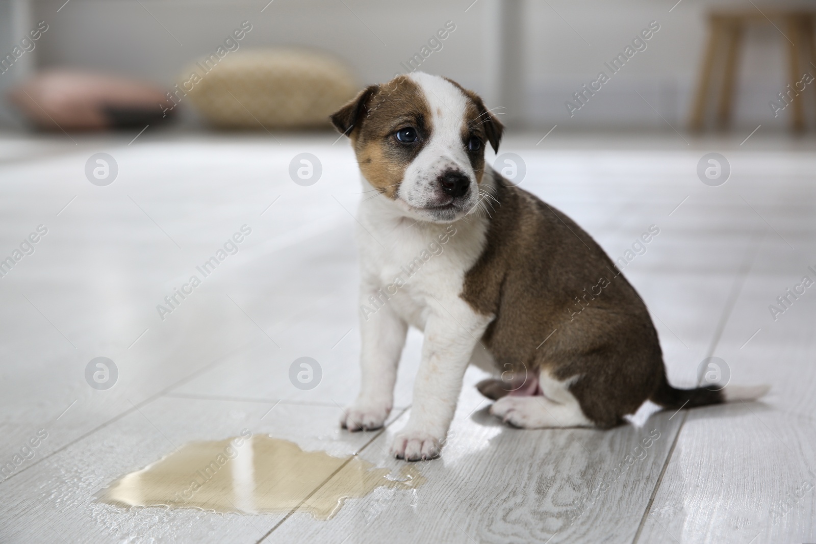 Photo of Adorable puppy near puddle on floor indoors