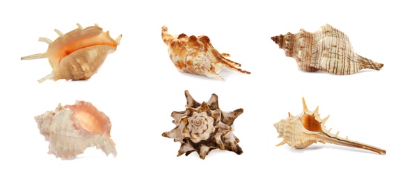 Image of Set of different beautiful sea shells on white background. Banner design