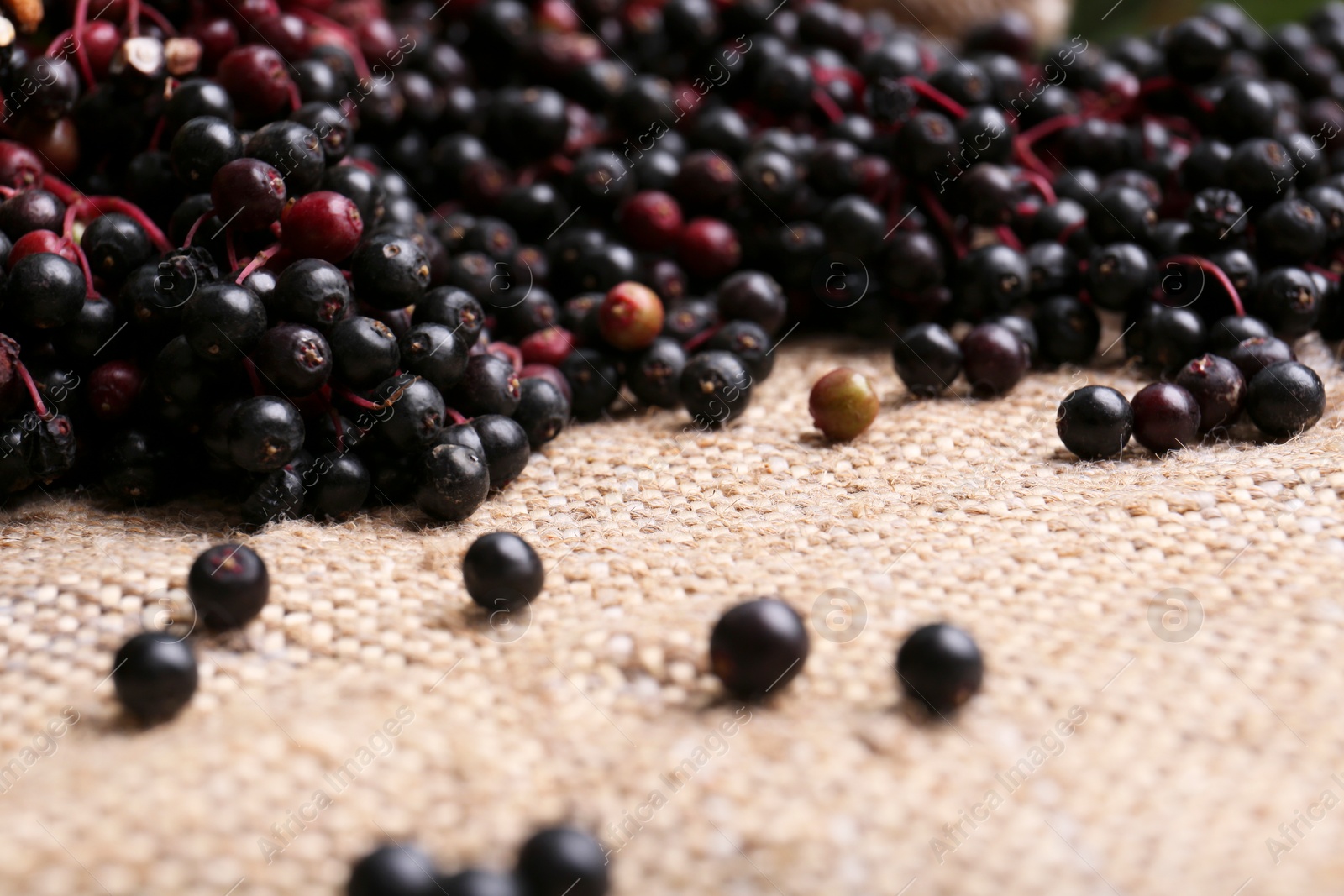 Photo of Tasty elderberries (Sambucus) on sack cloth, closeup