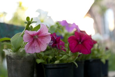 Photo of Beautiful petunia flowers in plant pots outdoors