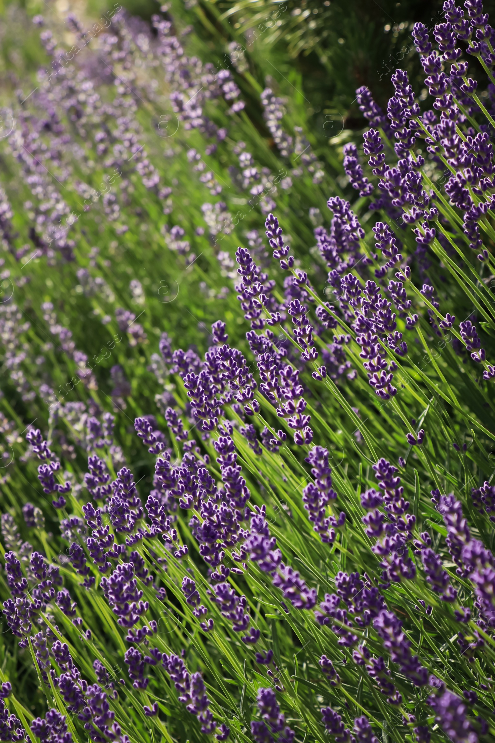 Photo of Beautiful blooming lavender plants in field on sunny day