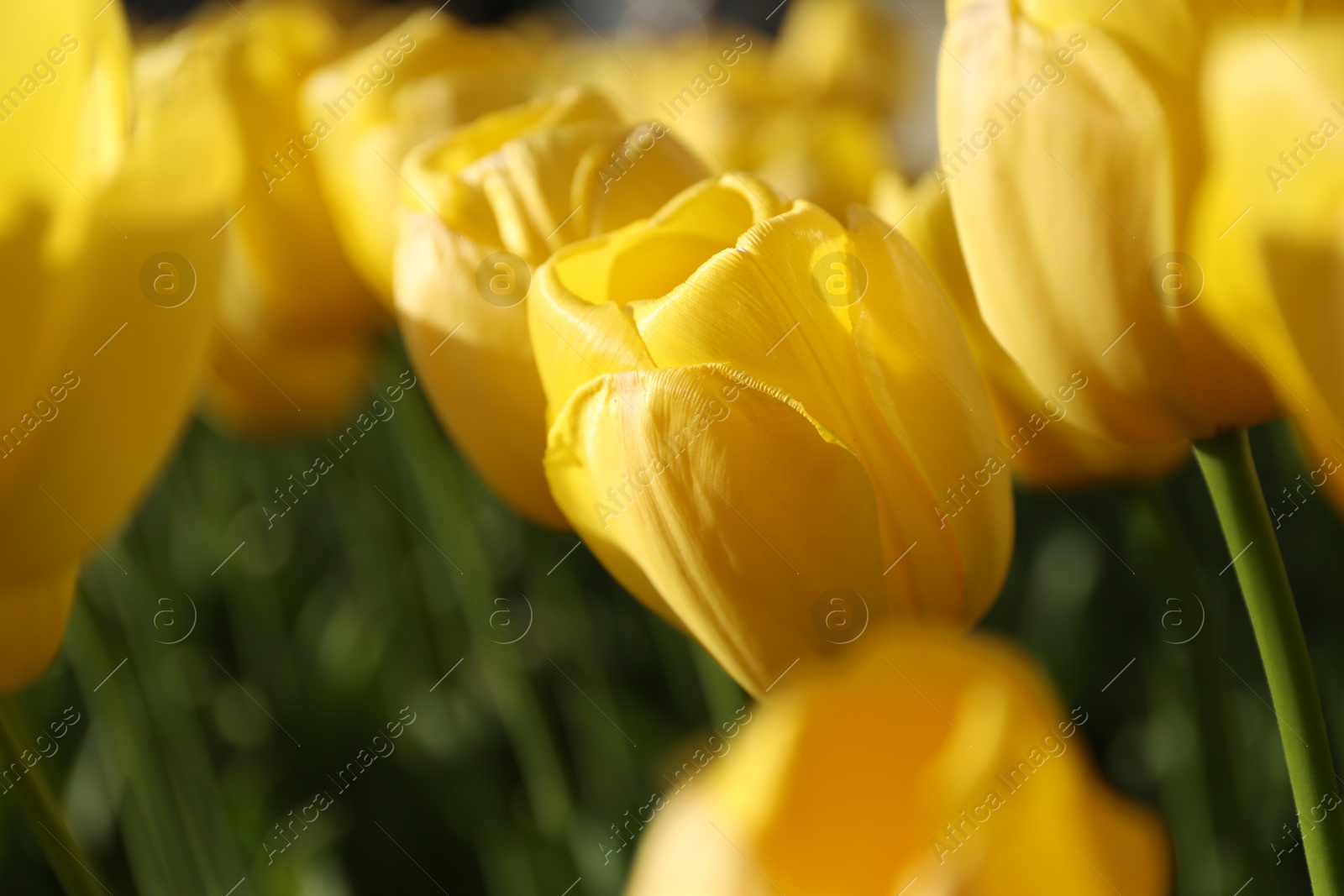 Photo of Beautiful yellow tulips growing outdoors on sunny day, closeup. Spring season