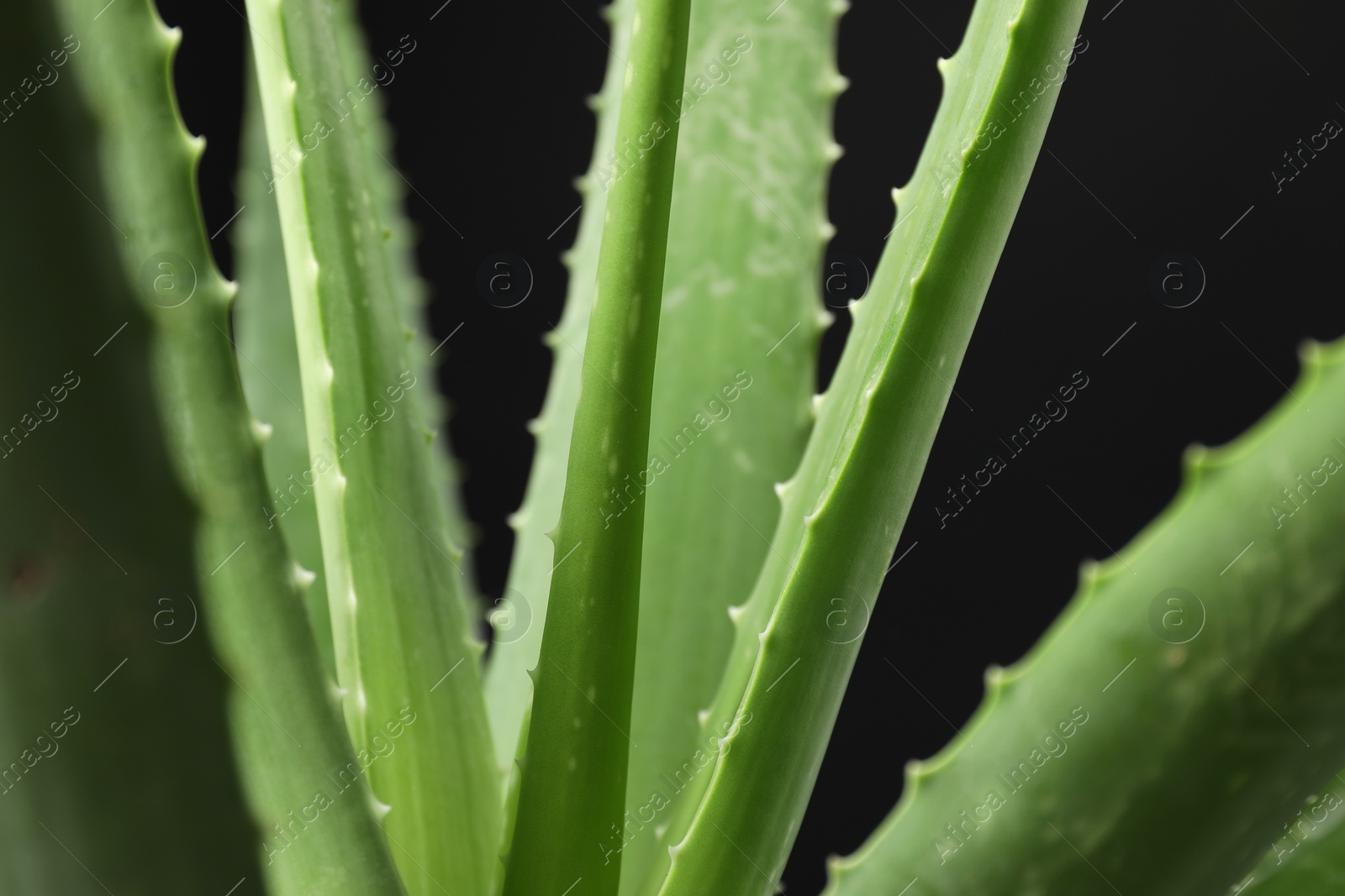Photo of Green aloe vera plant on black background, closeup