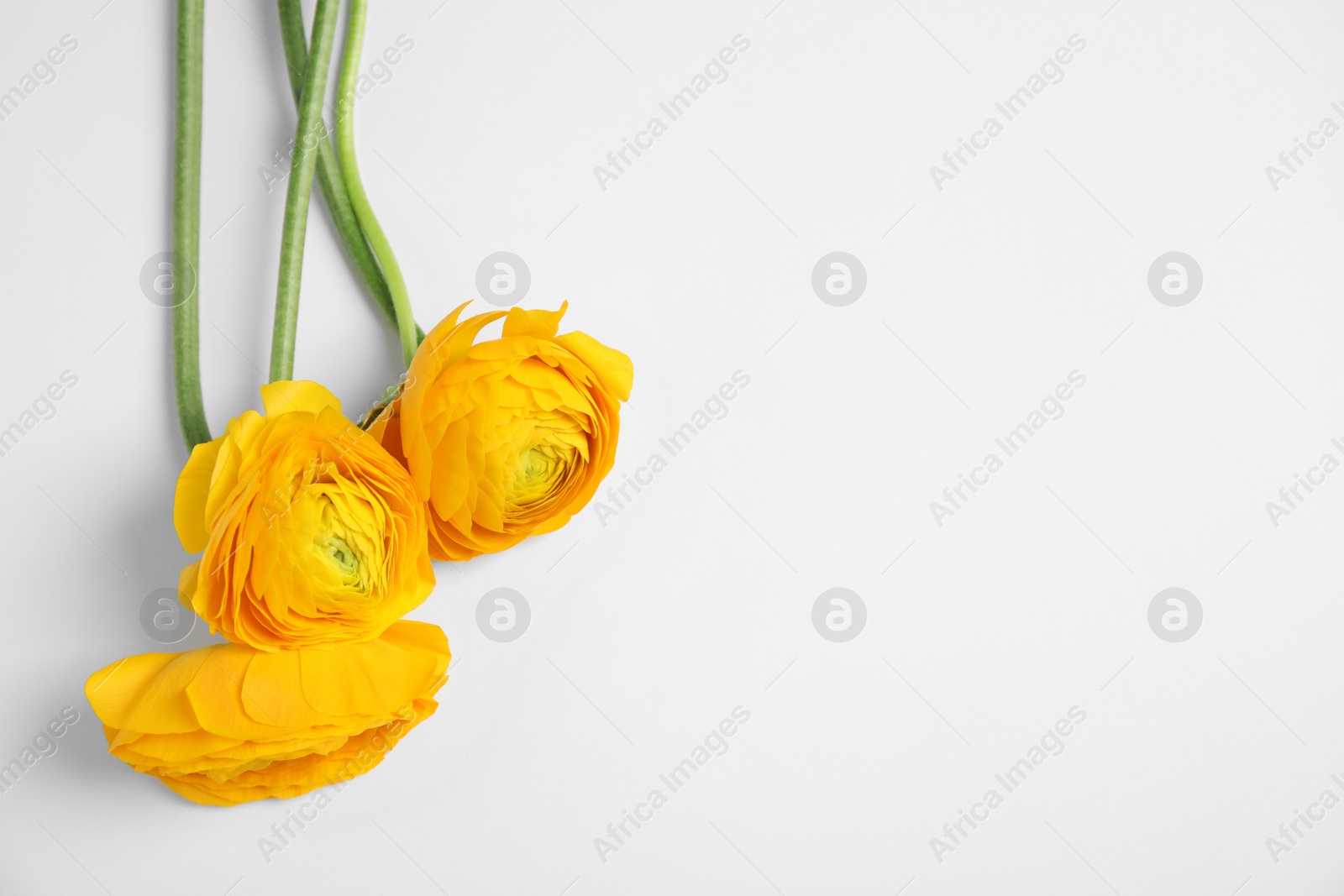 Photo of Beautiful ranunculus flowers on white background, top view