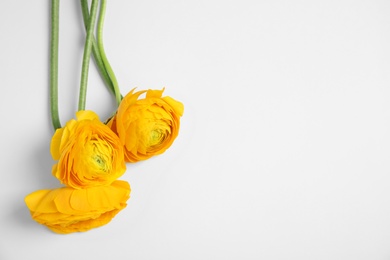 Photo of Beautiful ranunculus flowers on white background, top view