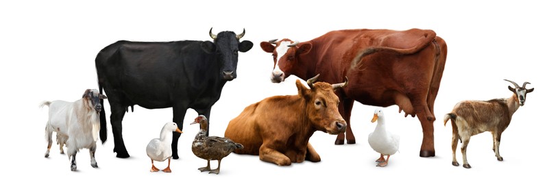 Image of Group of different farm animals on white background. Banner design