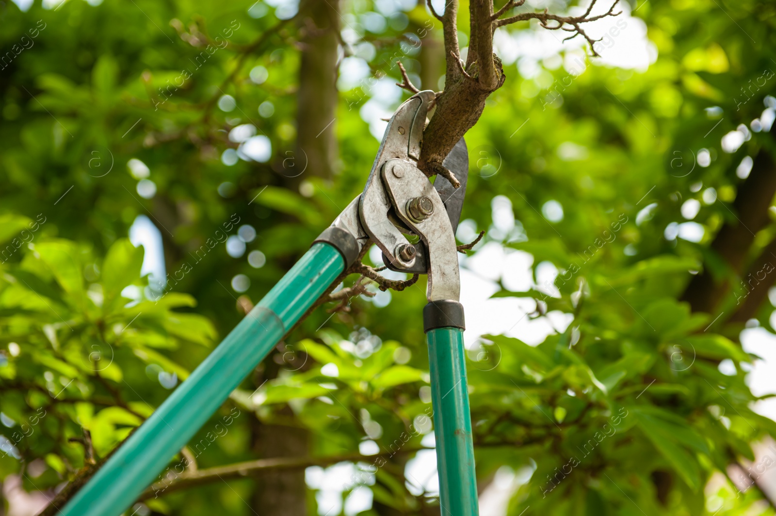 Photo of Pruning tree with secateurs outdoors. Gardening tool