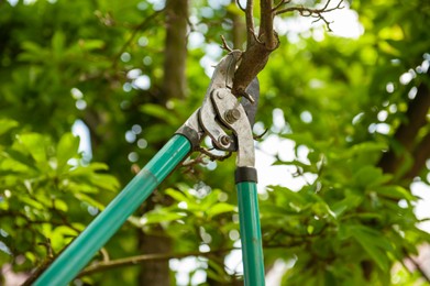 Pruning tree with secateurs outdoors. Gardening tool