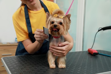 Professional groomer working with cute dog in pet beauty salon