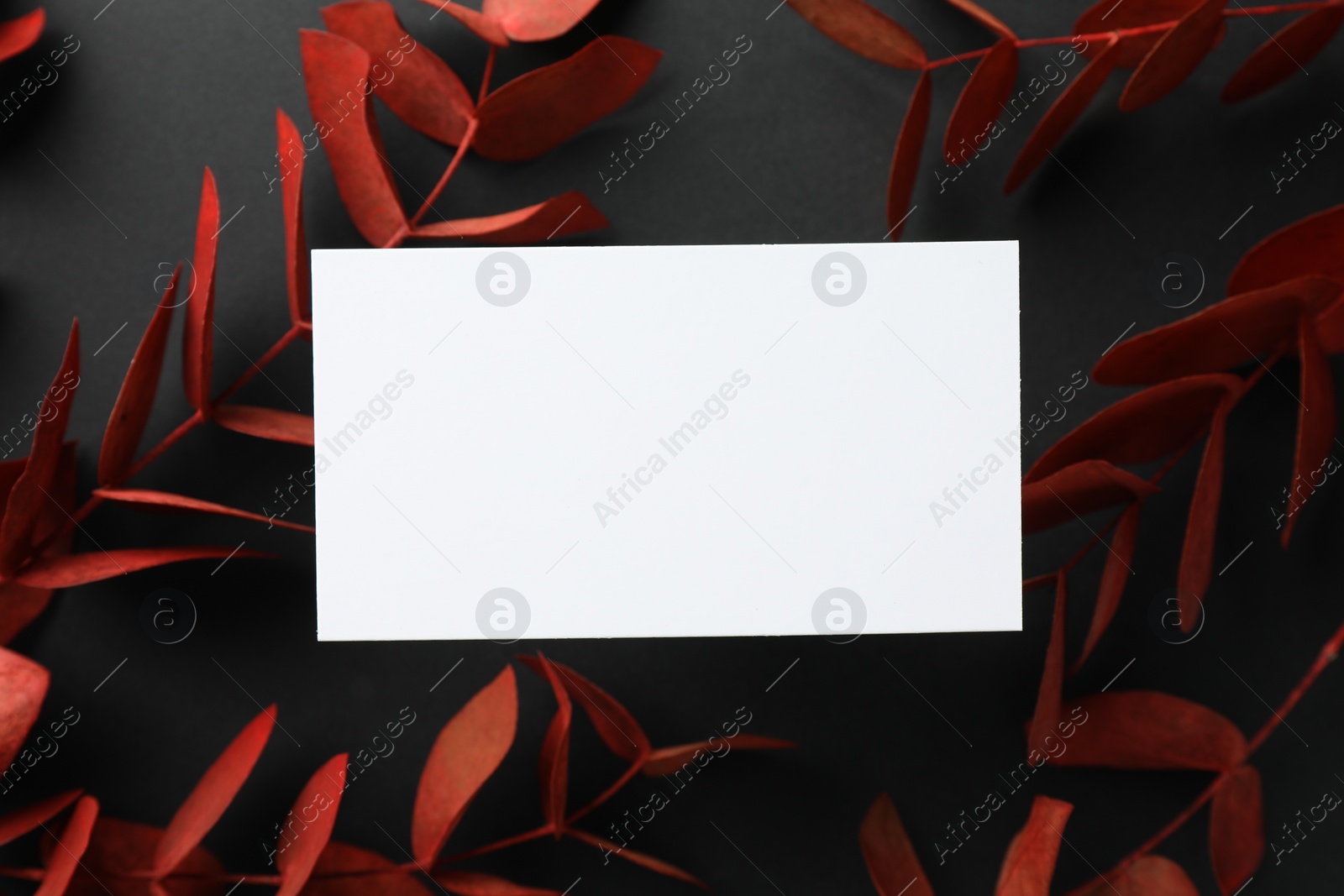 Photo of Blank business card and red eucalyptus branches on black background, flat lay. Mockup for design