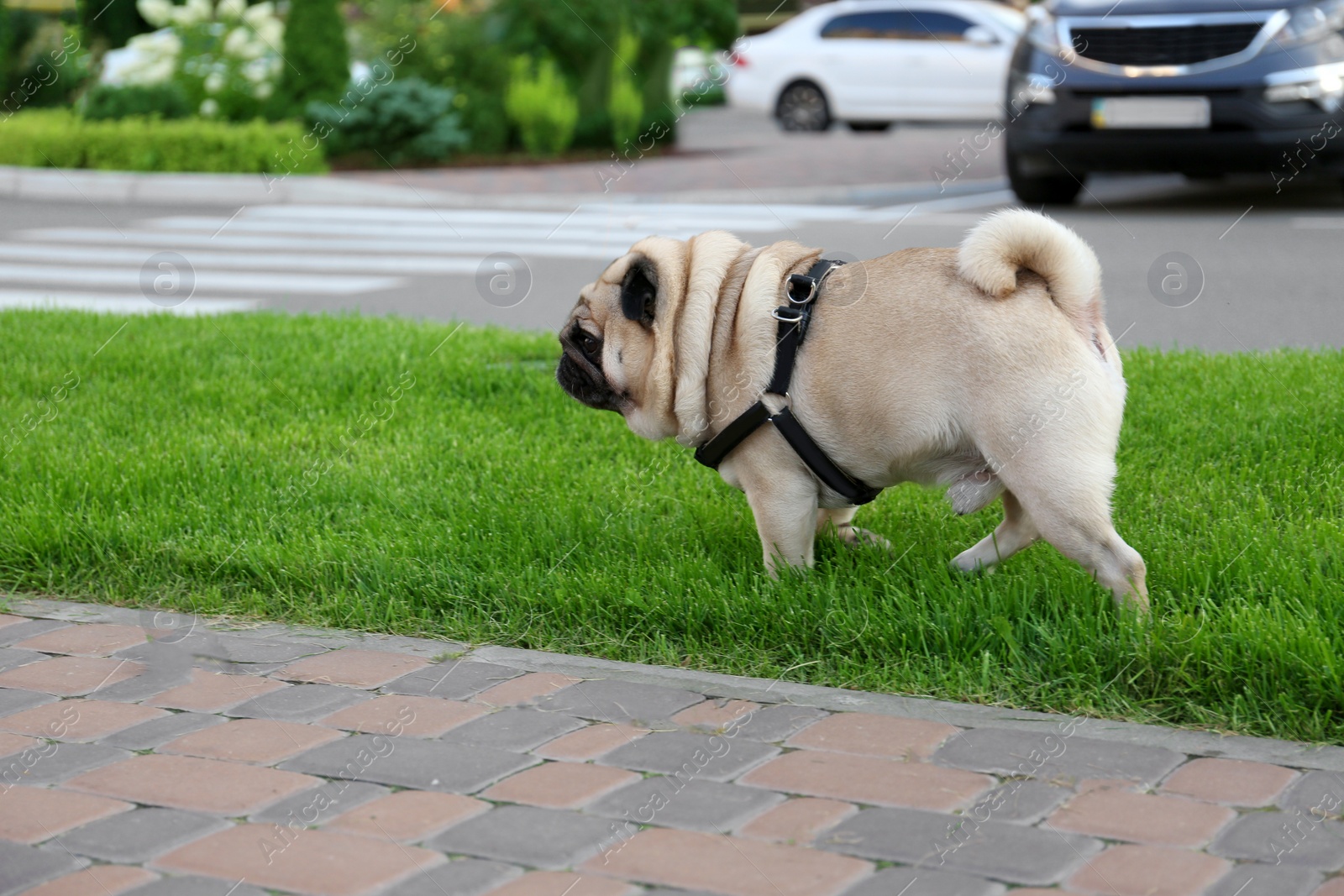 Photo of Cute pug on green lawn outdoors. Dog walking