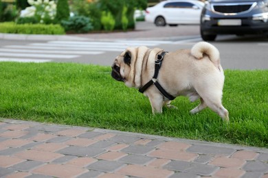 Photo of Cute pug on green lawn outdoors. Dog walking