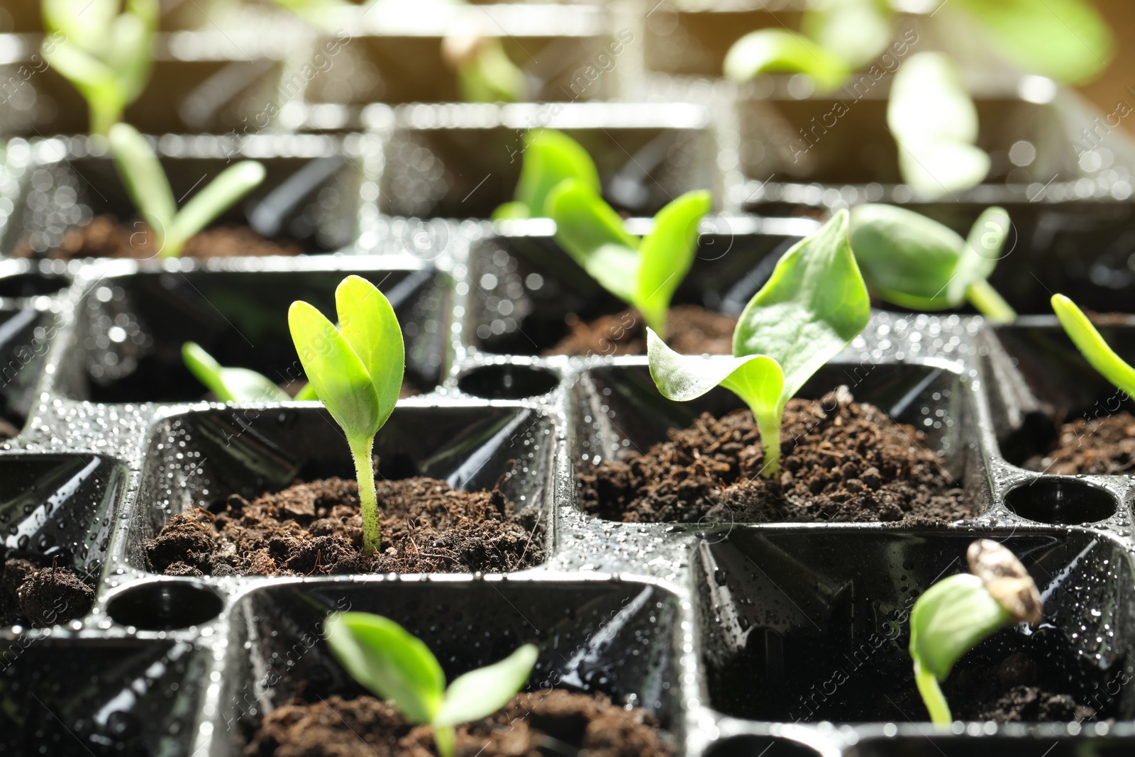 Photo of Seedling tray with young vegetable sprouts, closeup