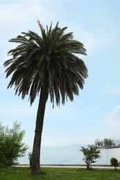 Beautiful palm and green grass near sea at tropical resort