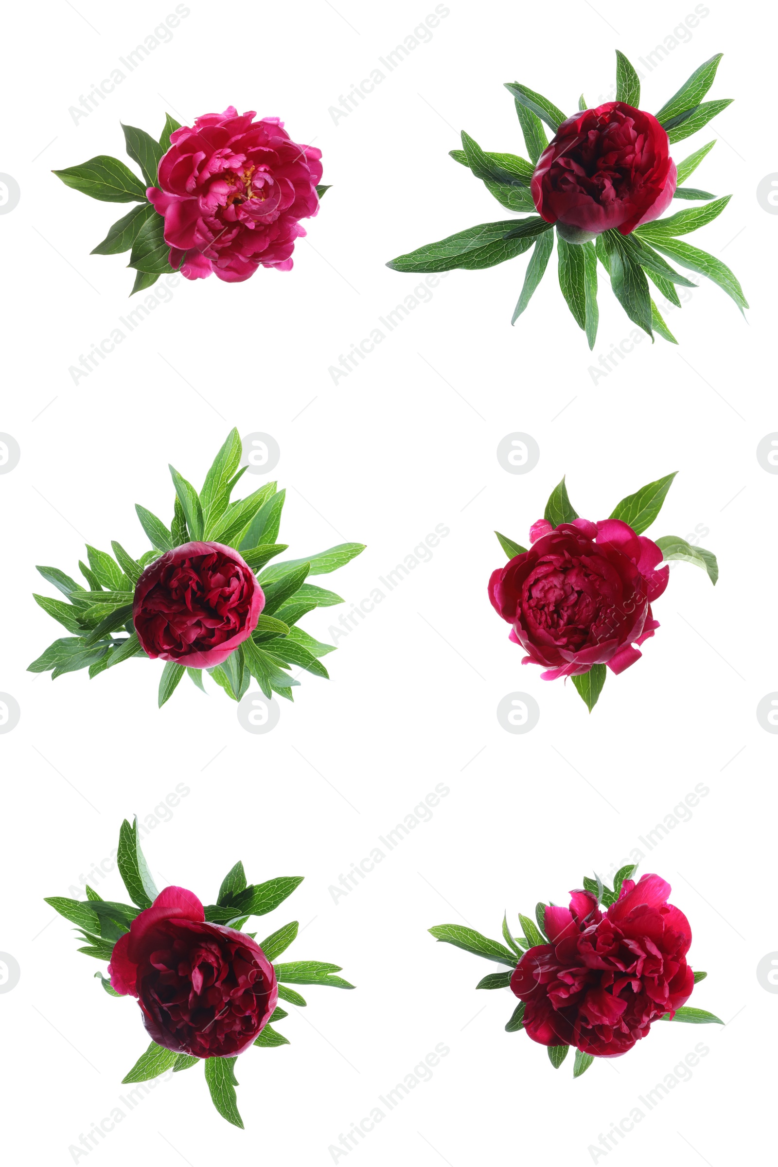 Image of Set of beautiful peony flowers on white background 