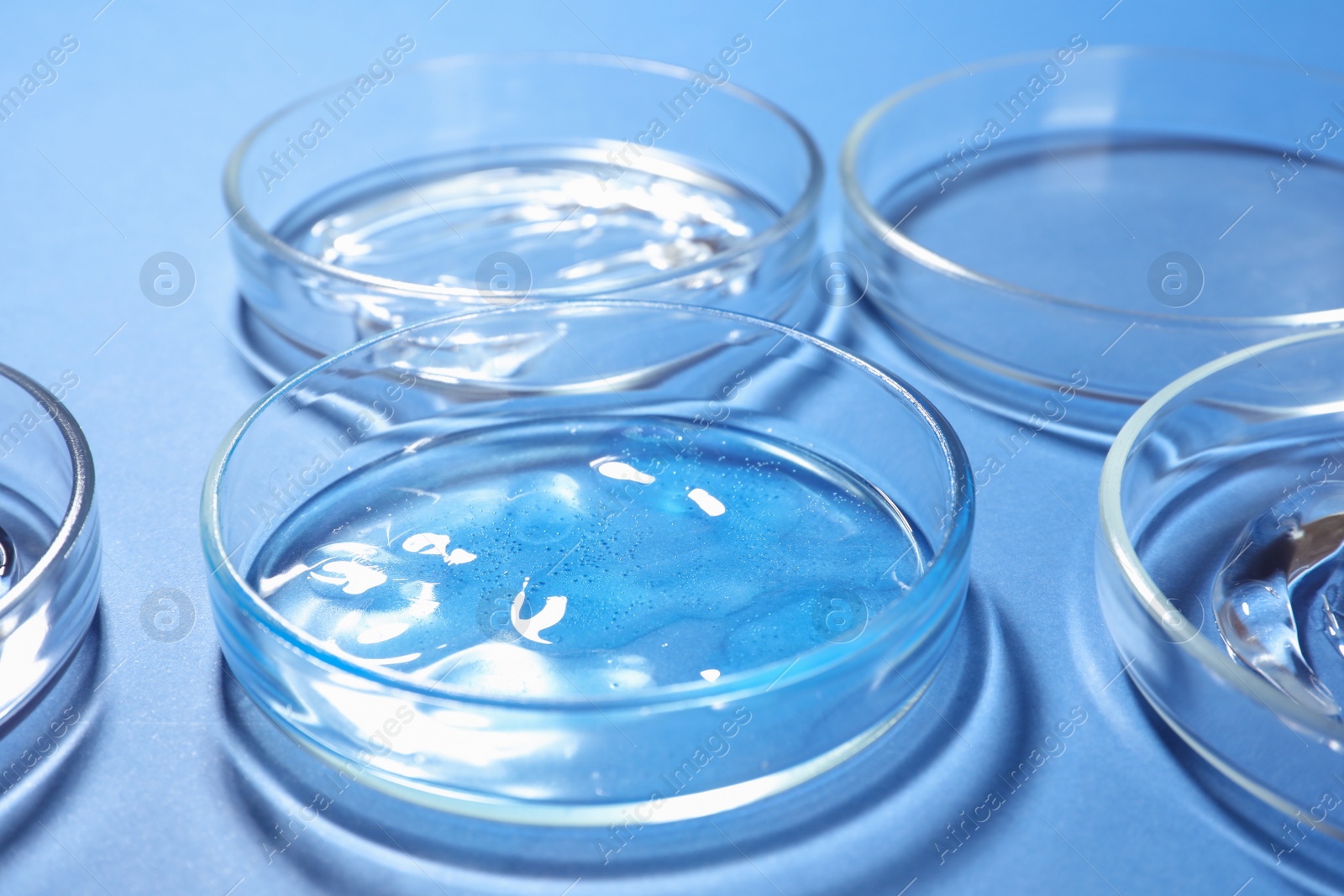 Photo of Petri dishes with liquids on blue background, closeup