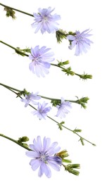 Beautiful tender chicory flowers on white background, collage. Vertical banner design