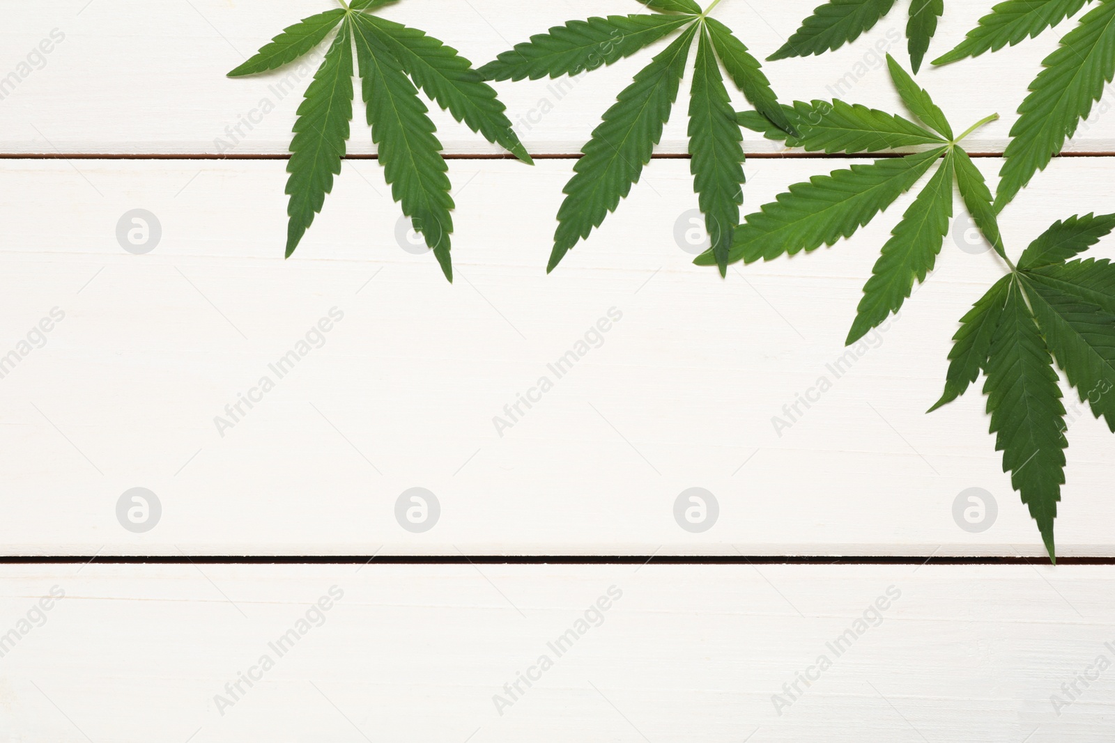 Photo of Fresh green hemp leaves on white wooden table, flat lay. Space for text