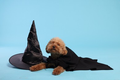 Photo of Cute Maltipoo dog with hat dressed in witch for Halloween celebration against light blue background