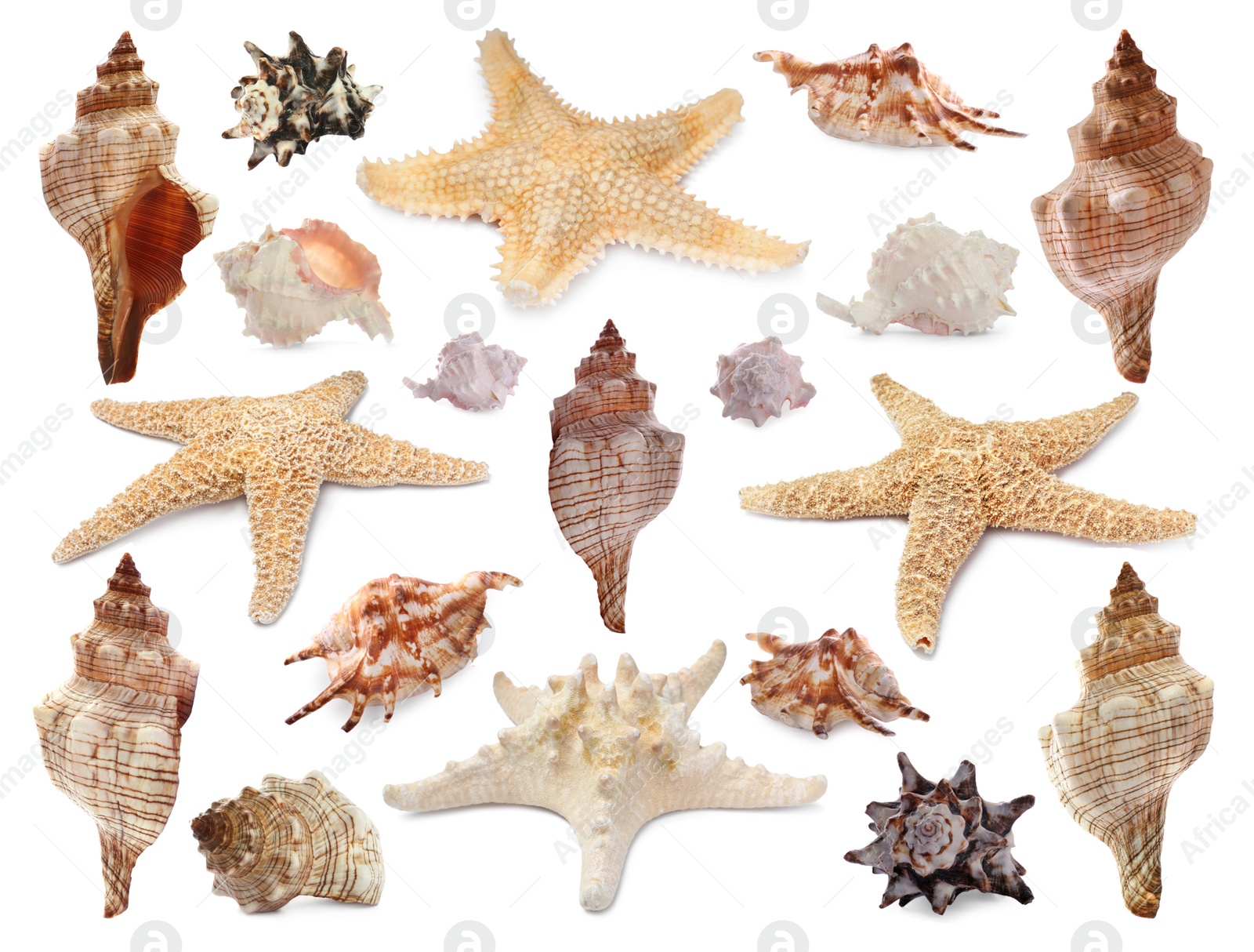 Image of Collection of different beautiful sea stars and shells on white background