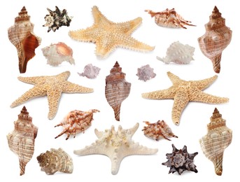 Collection of different beautiful sea stars and shells on white background