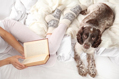 Photo of Adorable Russian Spaniel with owner on bed, top view